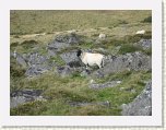 1014-Sheep at Wistmans Wood * 800 x 600 * (111KB)